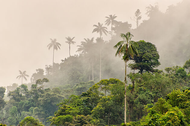 エコロジック森林保護
